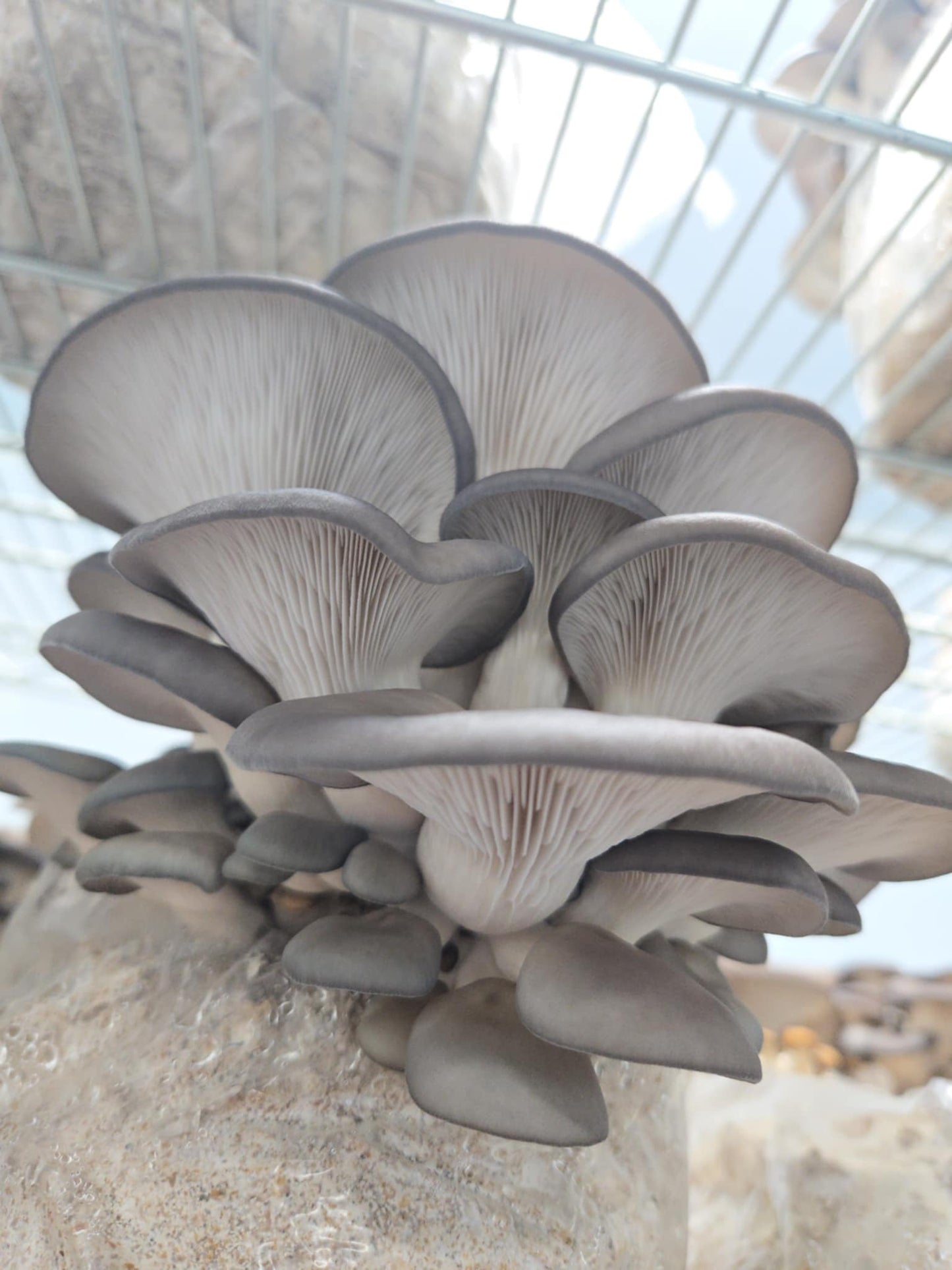 Sauce/soupe aux champignons