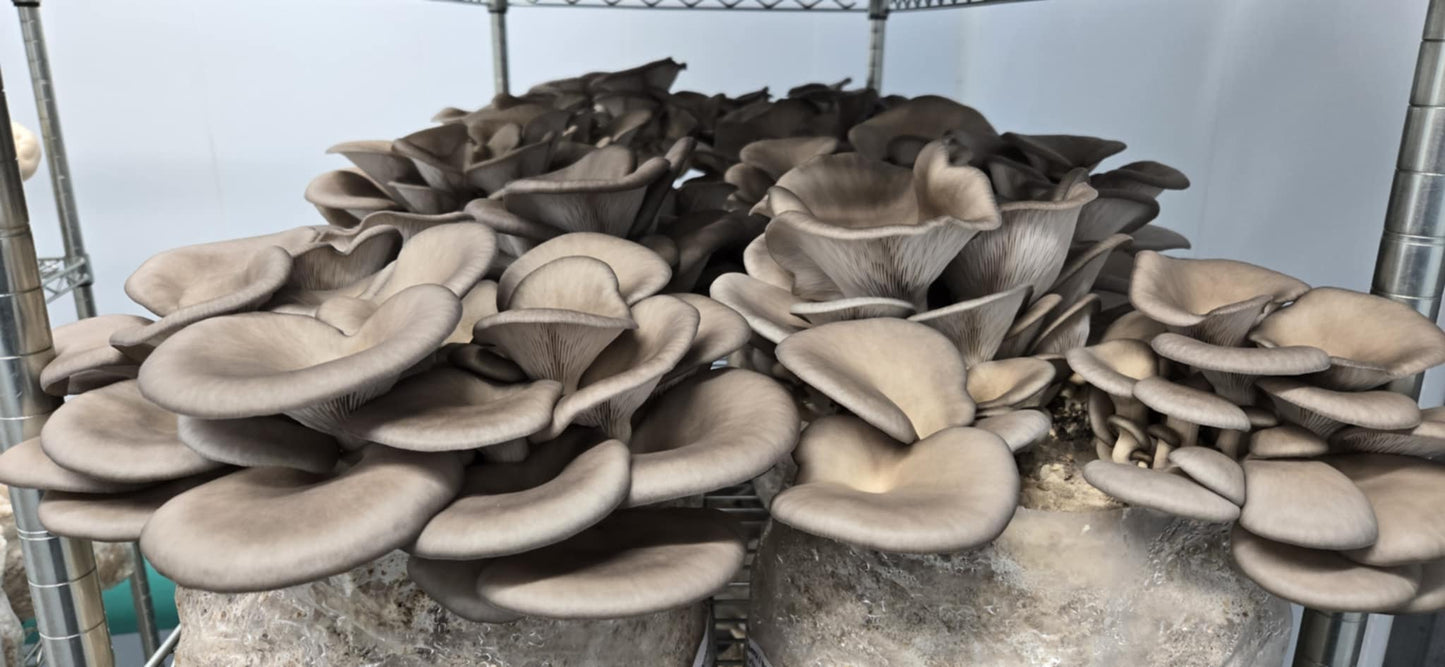 Sauce/soupe aux champignons