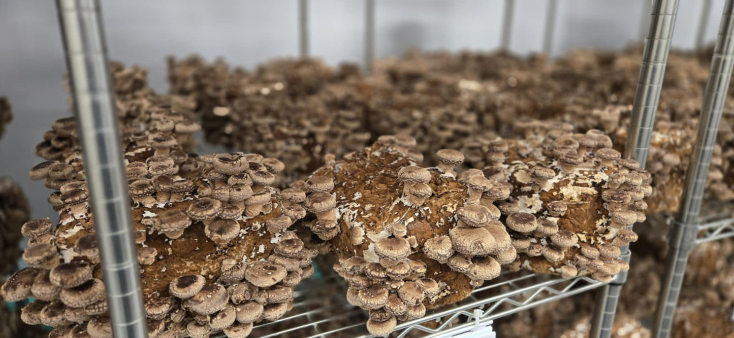 Shiitake déshydraté AAA